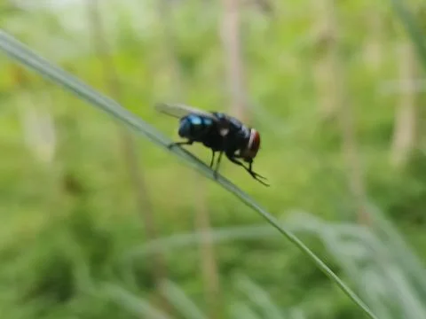 A fly landed on a leaf 写真素材