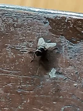 A fly landed on the table Stock Photos