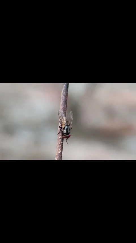 A fly landed on a tree branch Stock Footage 318839966