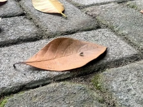 A fly landing on a dry leaf Stock Photos