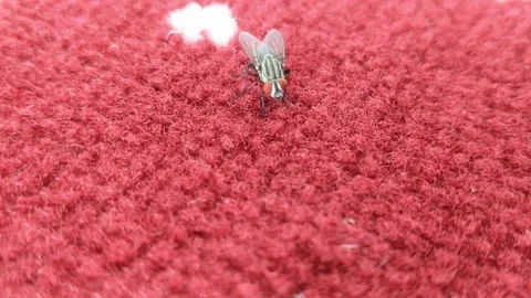 A fly is landing on the red carpet Stock Footage 295509748