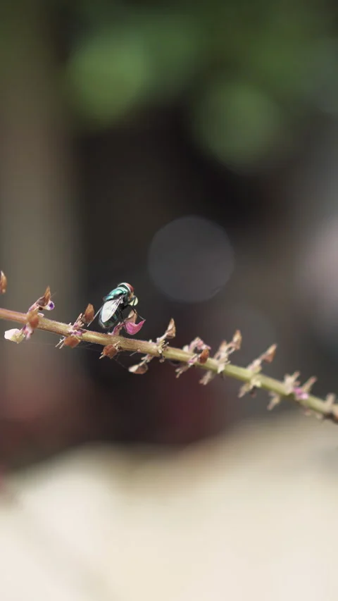 A fly lands on a dried flower stem against a blurry background Stock Footage 329560479