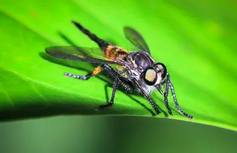 Fly on a large green leaf in Costa Rica Stock Photos