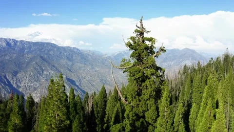Fly-by of large sequoia tree with Kings Canyon in the background on a sunny day Stock Footage 336814858