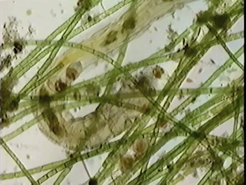 Fly larva in algae Video stock 932761
