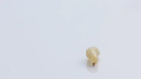A fly larva crawls on a white background, wriggling Stock Footage 306301905
