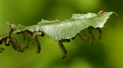 Fly larva eating rose tree leaves Stock Footage 753987