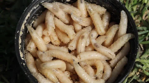 Fly larva, fly larvae Video stock 22565492