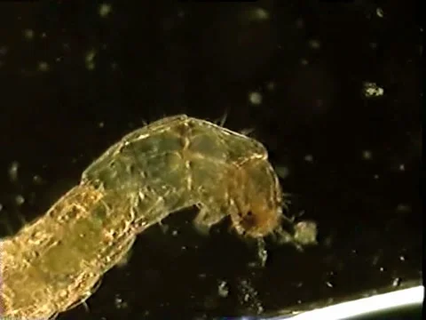 Fly larva Video stock 932741