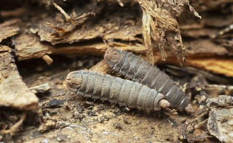 Fly larva on wood Stock Photos