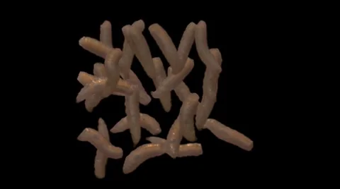 Fly larvae 03 Stock Footage 8569522