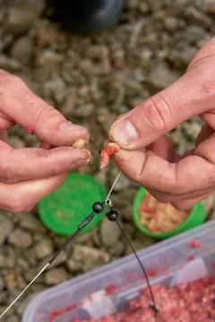 Fly larvae attach themselves to a fish hook to catch fish. Close-up. White an Stock Photos