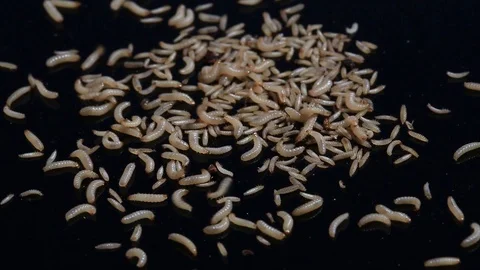 Fly larvae on black bacground Stock Footage 88973535