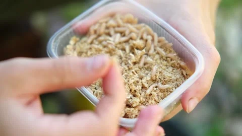 Fly larvae in a box in the hands of a human. Bait for fishing. Stock Footage 281224897