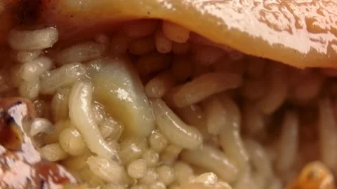 Fly larvae eating meat super macro footage. Stock Footage 283884757