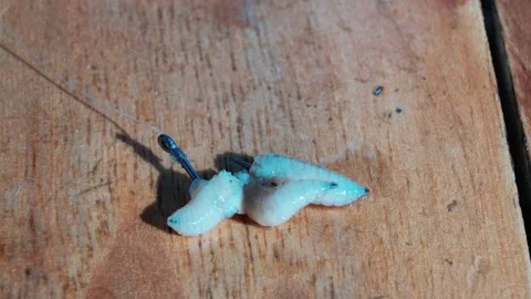 Fly larvae on a fishing hook 스톡 동영상 207724155