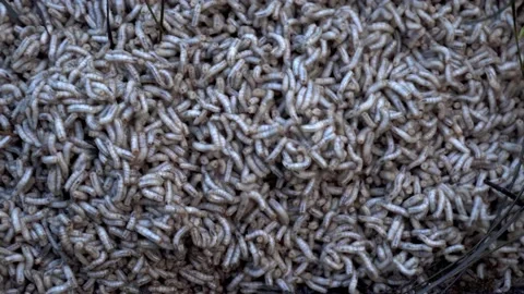 Fly larvae Stock Footage 143991934