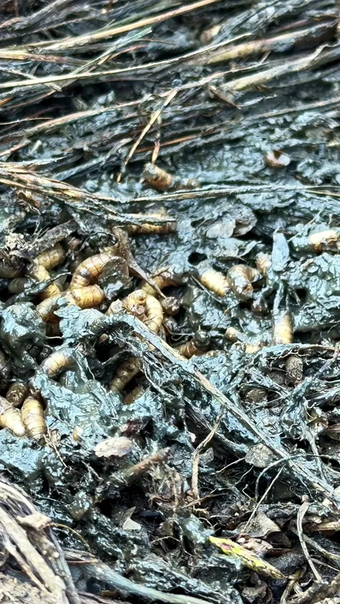 Fly Larvae Maggots Moving Through Wet Compost and Organic Matter Stock Footage 336781294