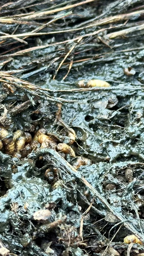 Fly Larvae In The Mud. - closeup. vertical shot Stock Footage 337388118