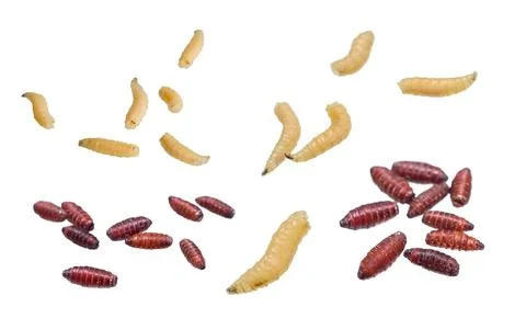 Fly larvae on white isolated background Stock Photos