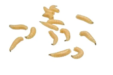 Fly larvae on a white isolated background Stock Photos