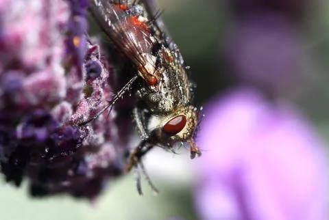 Fly on Lavender Stock Photos