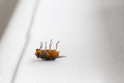 Fly laying on her back on a white windowsill Stock Photos