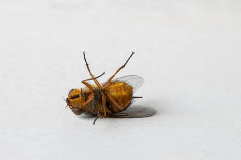 Fly laying on her back on a white windowsill Stock Photos
