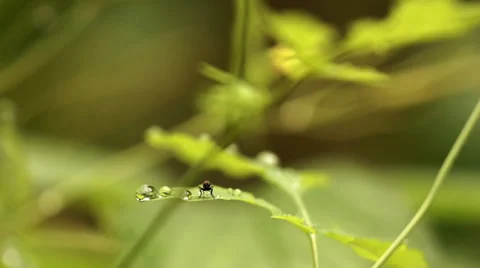 Fly on a leaf 1 Stock Footage 27819533