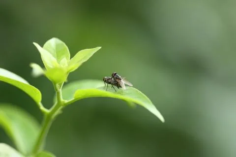 A fly on the leaf blur background Stock Photos
