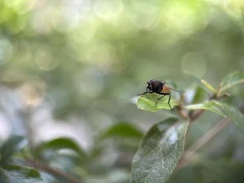 Fly on the leaf with blurred background Stock Photos