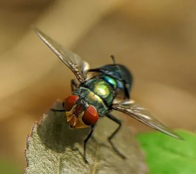 Fly on leaf burning Stock Photos