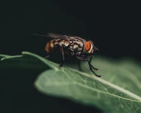 Fly on Leaf  Close Up Stock Photos