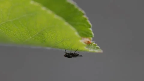 Fly on leaf 스톡 동영상 1365054