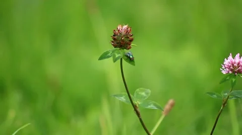 Fly on leaf Stock Footage 8680789
