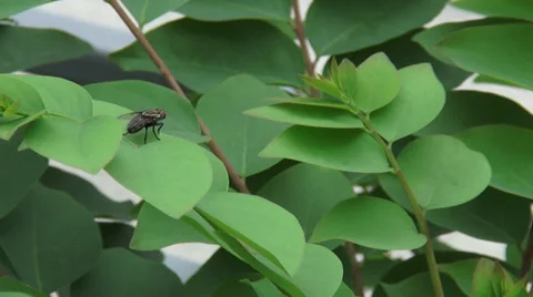 Fly on the leaf Video stock 38321870