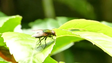 Fly on leaf. Stock Footage 53347607