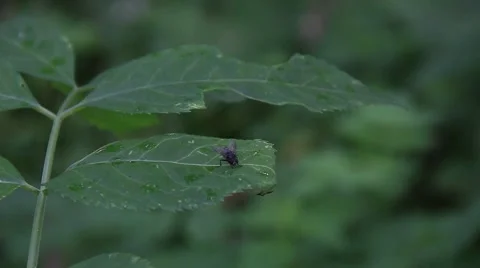 Fly on a leaf Stock Footage
