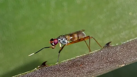 Fly on the leaf. Stock Footage 74524084