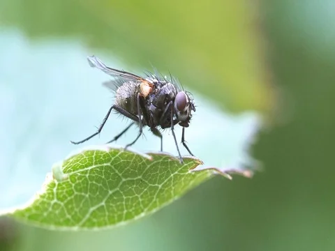 Fly on a leaf Stock Footage 74772499