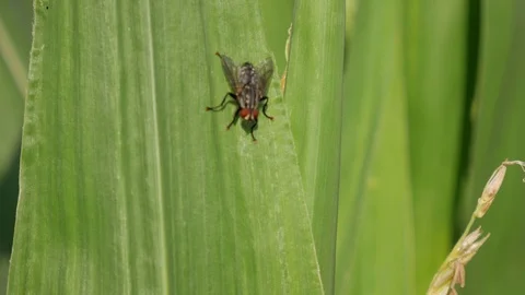 Fly on leaf Stock Footage 77646728