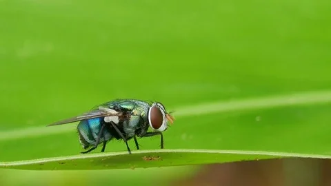 Fly on the leaf Stock Footage 78610063