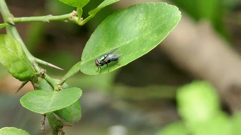 Fly on the leaf Stock Footage 78610456