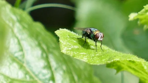 Fly on the leaf Stock Footage 81497641