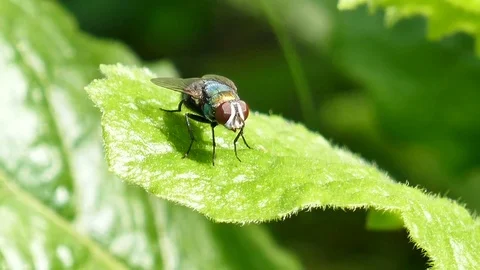 Fly on the leaf Stock Footage 81497745