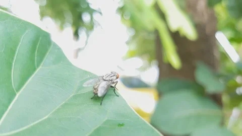 Fly on the leaf 스톡 동영상 95680733