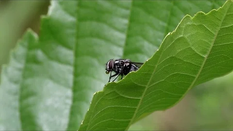Fly on Leaf Video stock 125640988