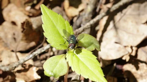 Fly on a leaf 库存影片 145363828