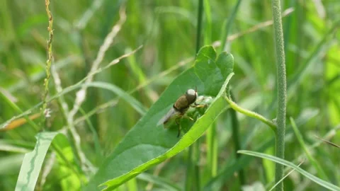 Fly on Leaf Stock Footage 335210539