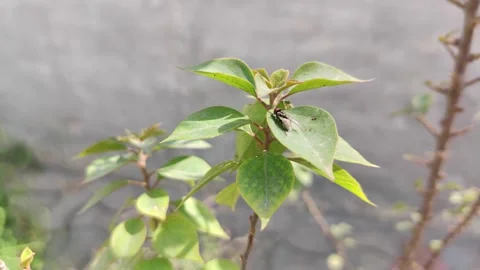 Fly on a leaf of a garden. Stock-Footage 247359629